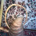 Unique Vintage Japanese Carved Wood Vase With Bamboo Handle & Spout