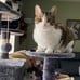 54in Cat Tree Tower Condo Furniture Scratch Post for Kittens Pet House Play New