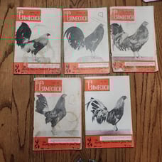 The Gamecock