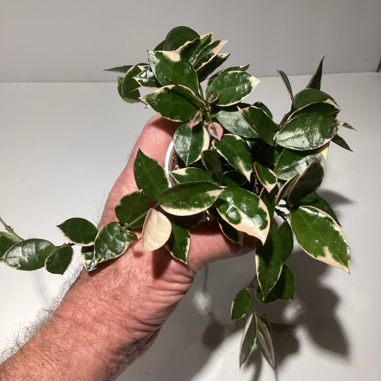 Hoya lacunosa Asami (clone 2) (B)