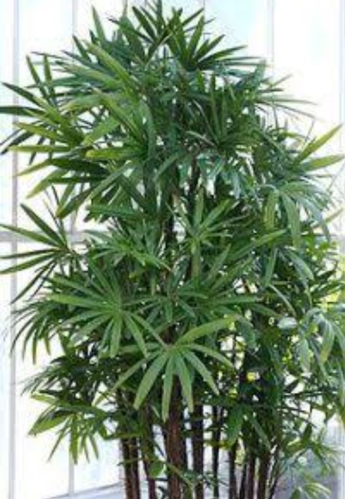 2 Lady Palm Rhapis Palms 6-8 Ft Tall With Roots Plants. Very Popular