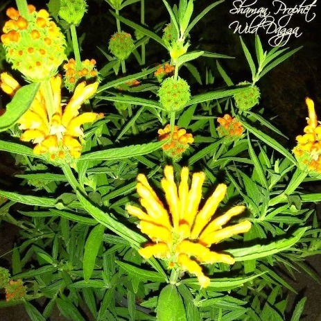 Leonotis Leonurus (Wild Dagga Lion’s Tail) 5 + gal pot 4ft-5ft Live plant