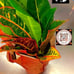 Croton live plant for