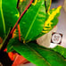 Croton live plant for