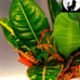 Croton live plant for
