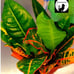 Croton live plant for