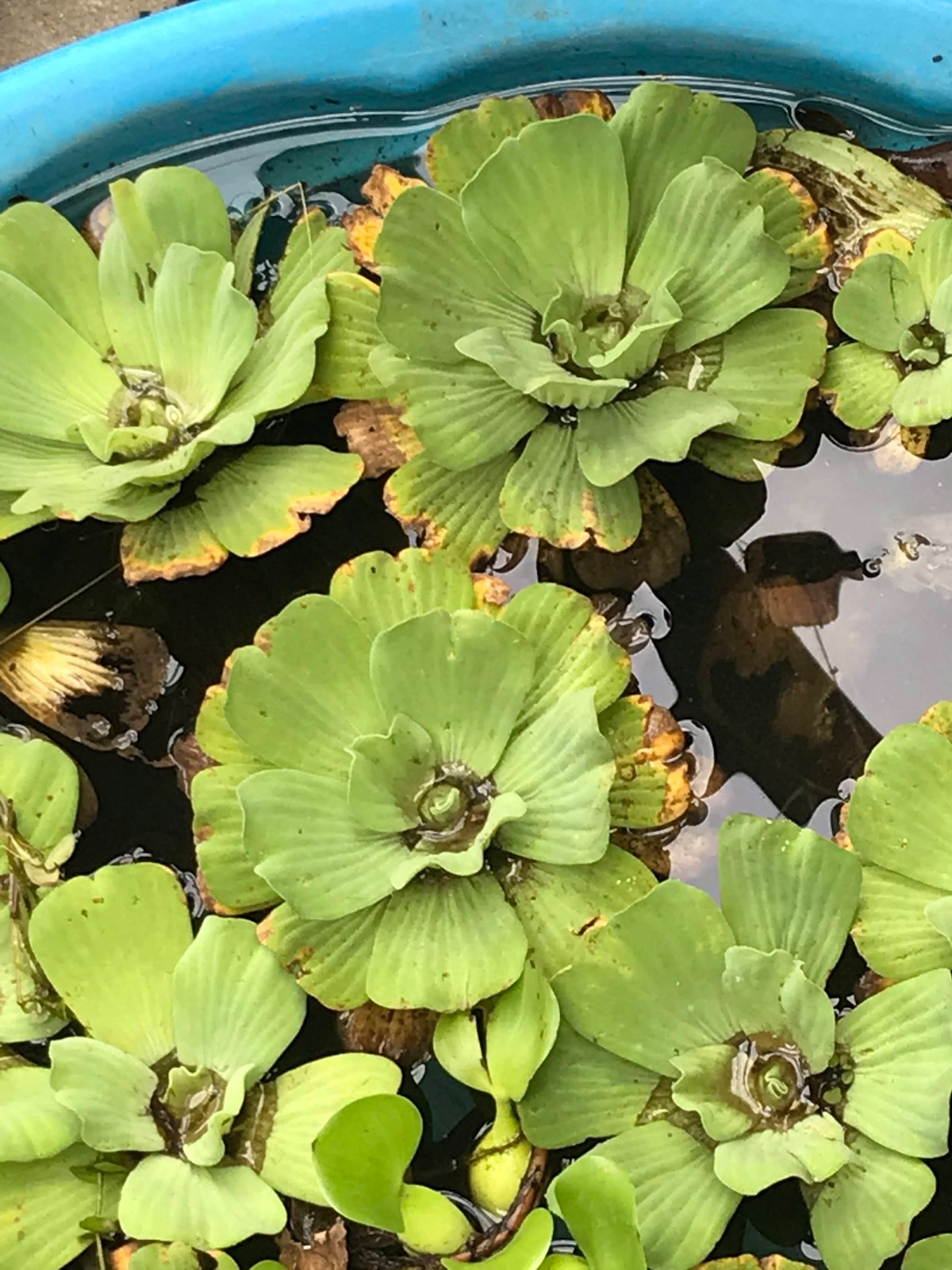 24 water lettuce floating pond plants.