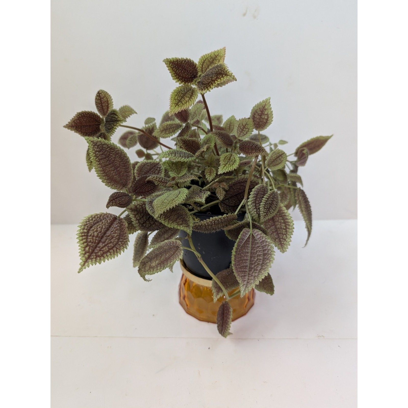 Pilea Moon Vallley Pilea Mollis Live Plant 6 Inch Pot