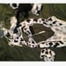 5pack Cow Pattern Cut-out Teddy Bodysuit L2