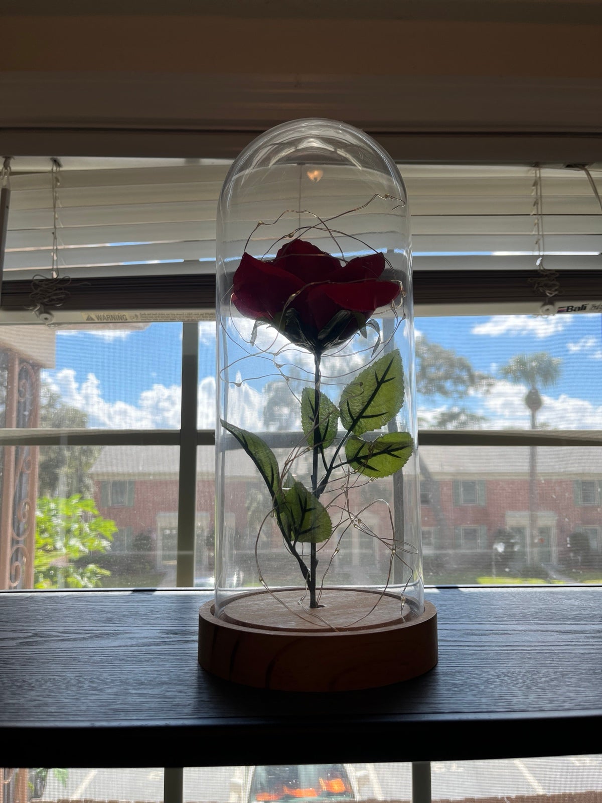 Beauty and beast rose