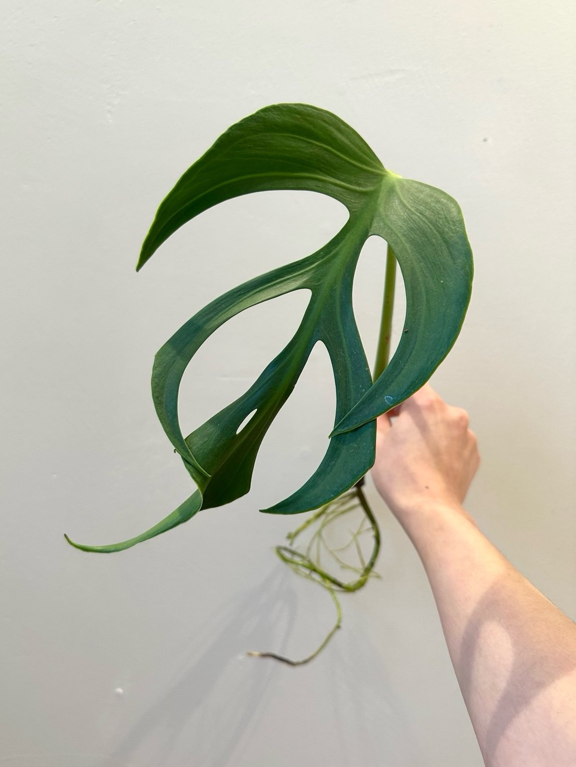 DISCOUNT Monstera Burle Marx Flame Rooted Top-cut