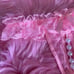 Pleasure Panties
