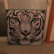 White Tiger Wood Frame Picture
