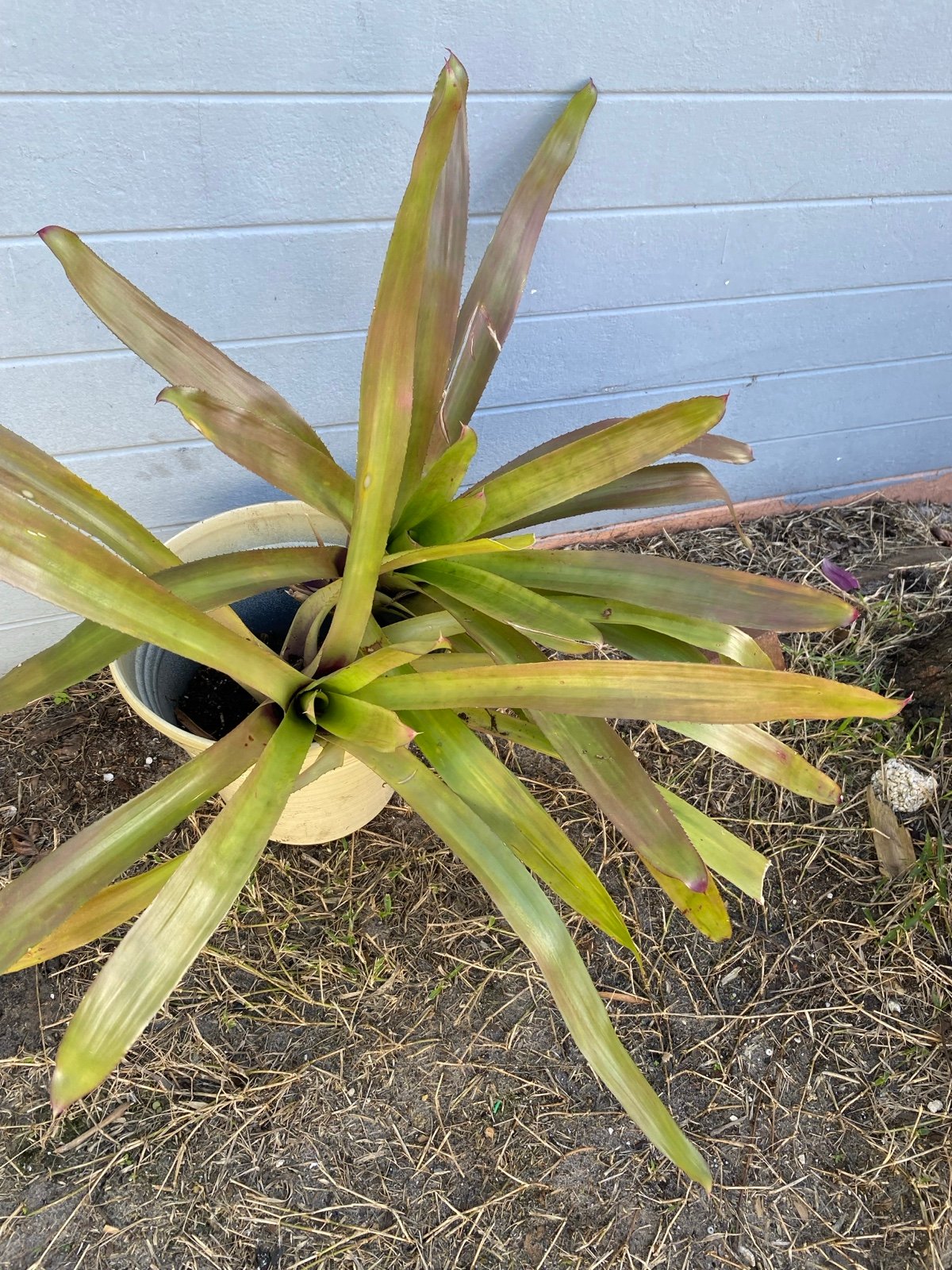 Blushing bromeliad rooted