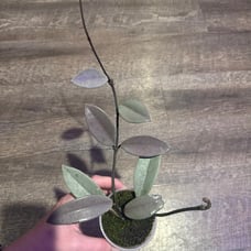 Hoya Wilbur Graves Silver