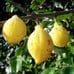 Charichuela 'Garcinia Madruno' Plant about 2 feet tall rooted in 4inch pot