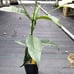 Charichuela 'Garcinia Madruno' Plant about 2 feet tall rooted in 4inch pot