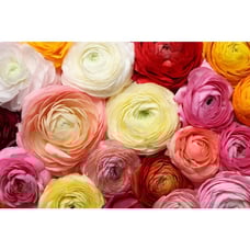 4 pack : Dozen Mixed Peony Ranunculus Bulbs - Free Shipping USA