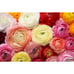4 pack : Dozen Mixed Peony Ranunculus Bulbs - Free Shipping USA