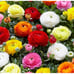4 pack : Dozen Mixed Peony Ranunculus Bulbs - Free Shipping USA