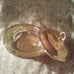 Silver-plated Pyrex casserole server.