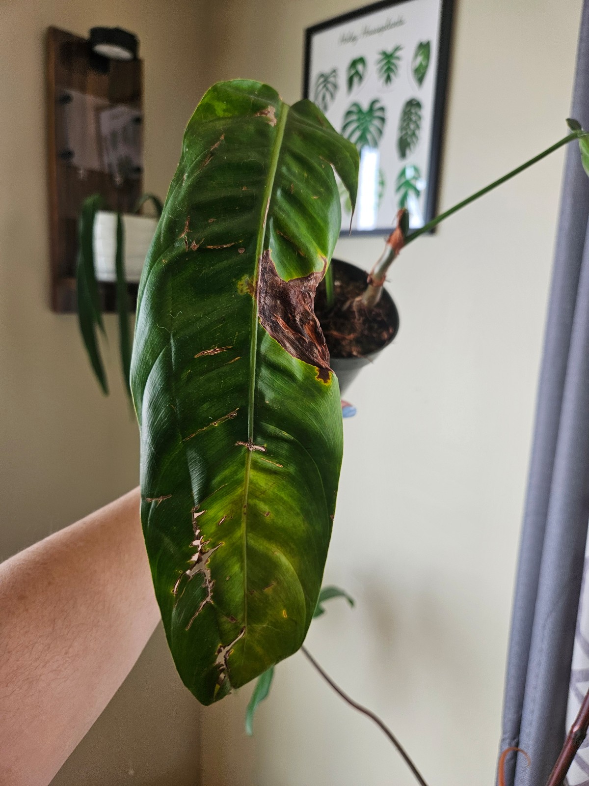 Philodendron patriciae butt cut