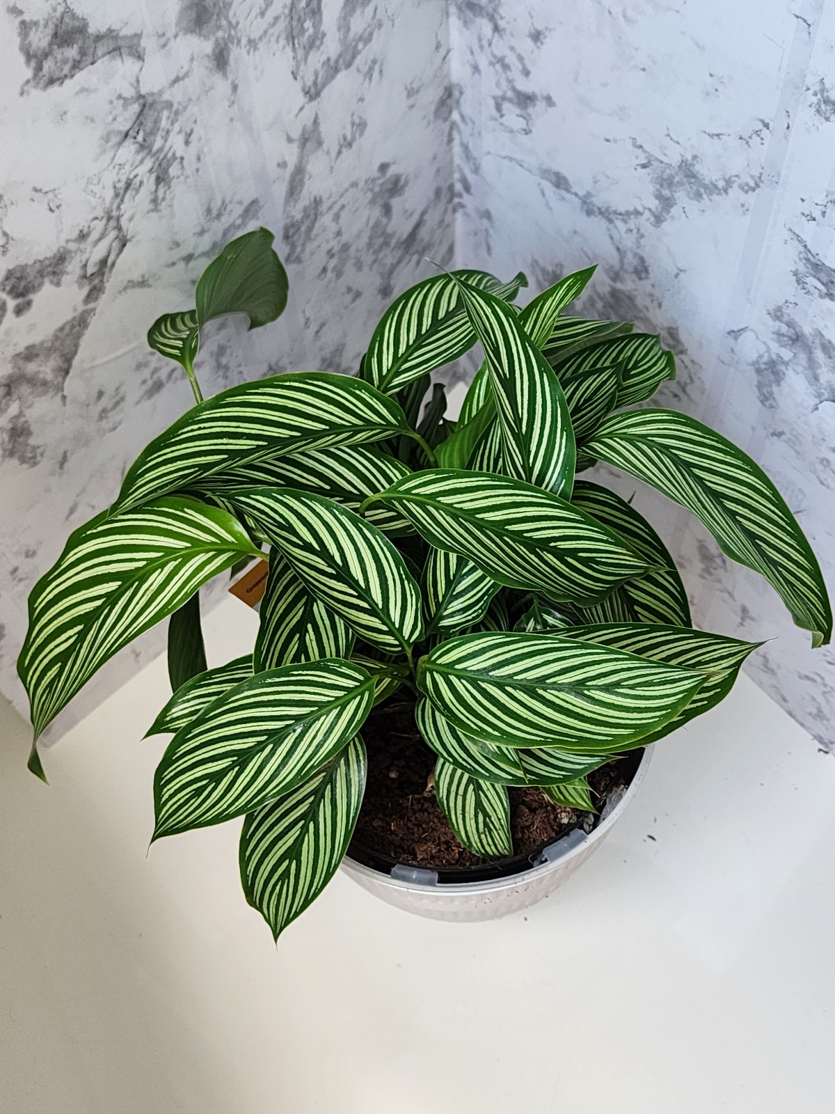 Caleathea Zebra Rare Variegated Plant