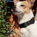 Reflective Dog Collar