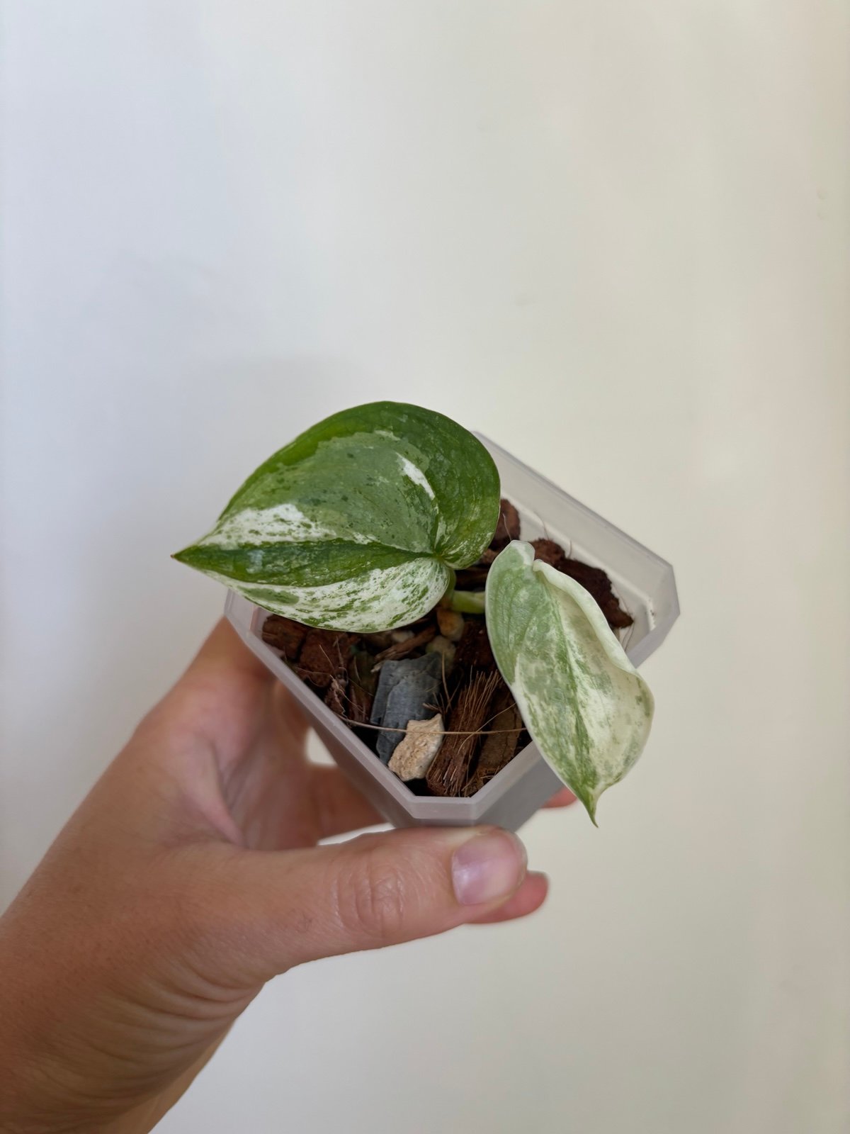 Scindapsus Silver Cloud