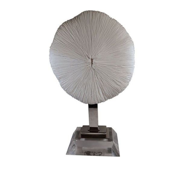 Large 12 Mushroom Coral Real Display Piece n Acrylic Base Beach Nautical Decor