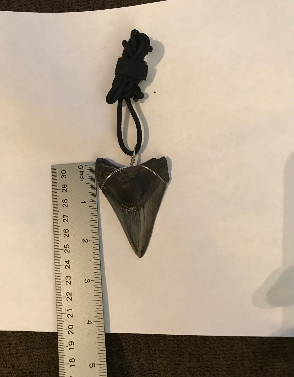 Fossil megalodon shark tooth