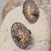 Antique Vintage 925 Sterling Silver Mexico Filigree Earrings