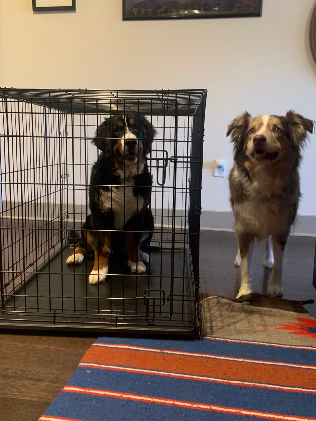 Large Pet Crate