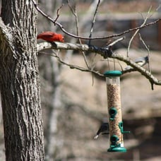 Kingsyard 2 Pack Tube Bird Feeders for Outdoors Hanging, Premium Hard Plastic Bi