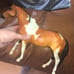 Buckskin Tobiano Retired Breyer Horse