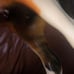 Buckskin Tobiano Retired Breyer Horse
