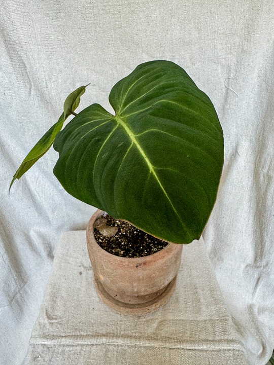Philodendron Glorious | Large Leaves | Potted