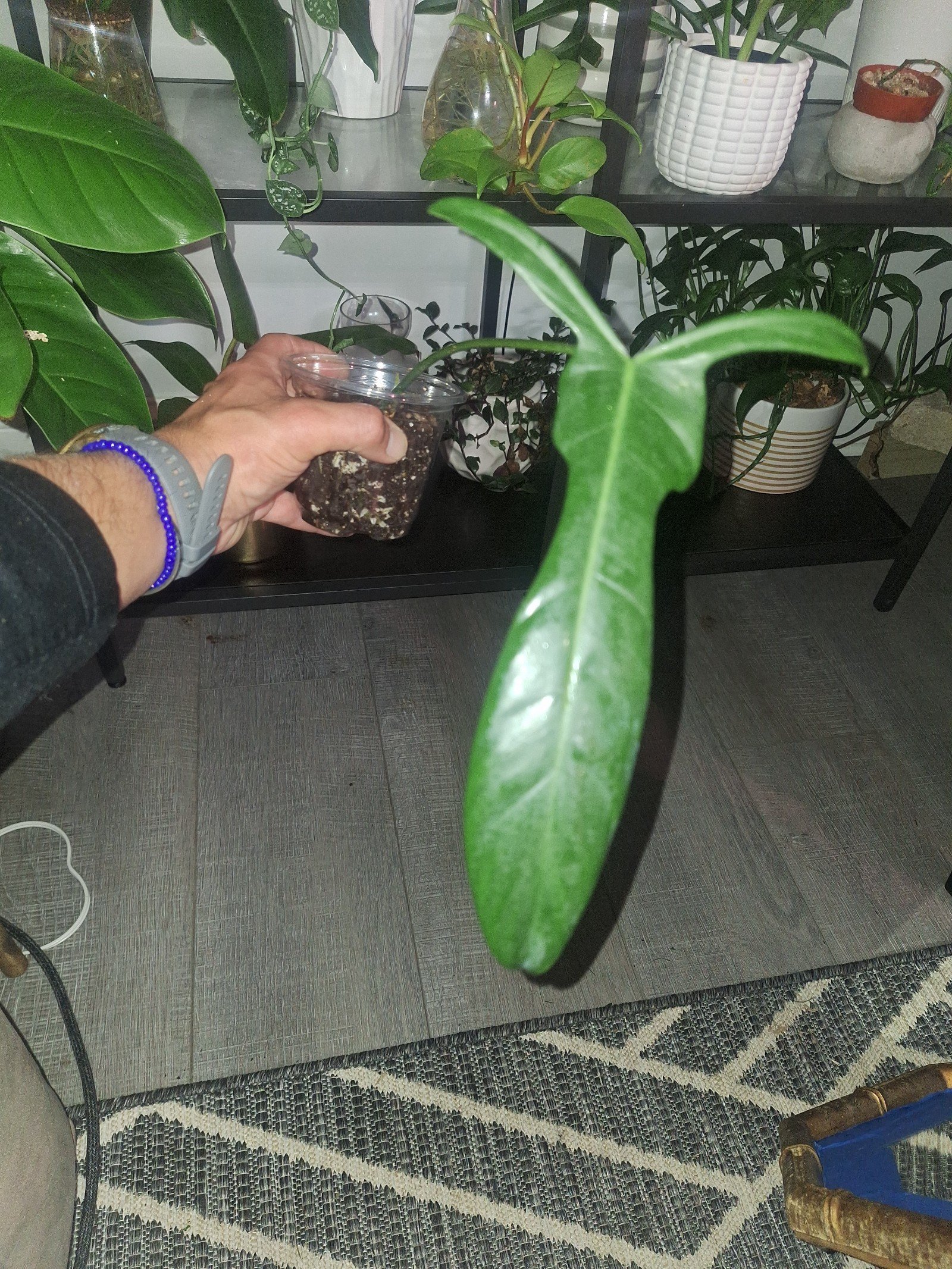 philodendron longilobatum lelano miyano
