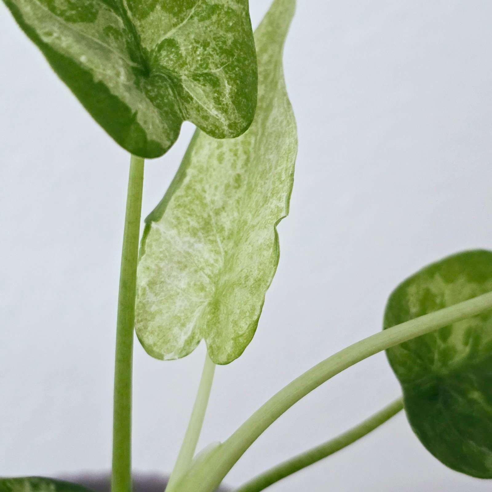 Cucullata Mint Marble Alocasia