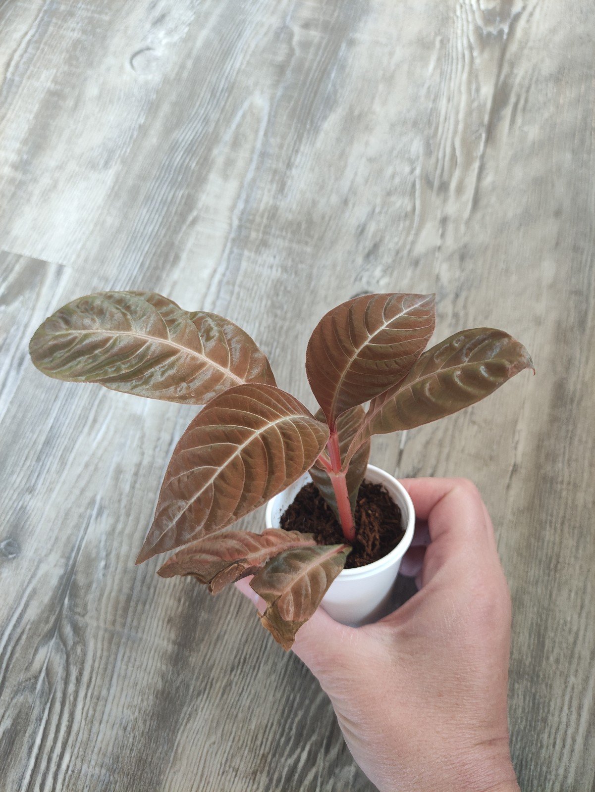 Hoffmannia Fantasia