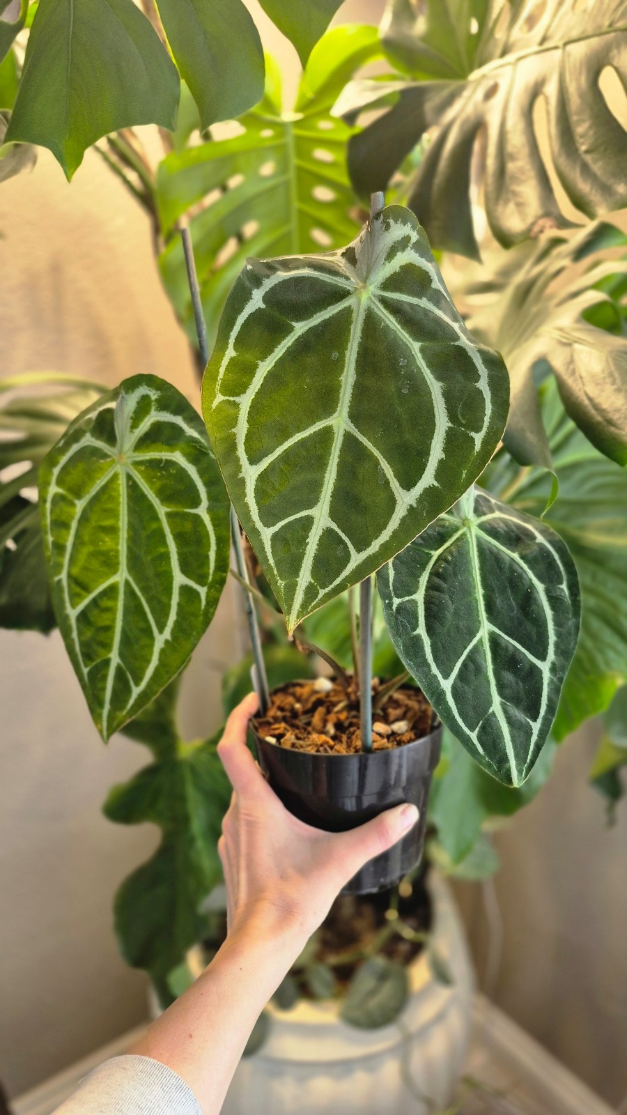 Anthurium zara x michelle