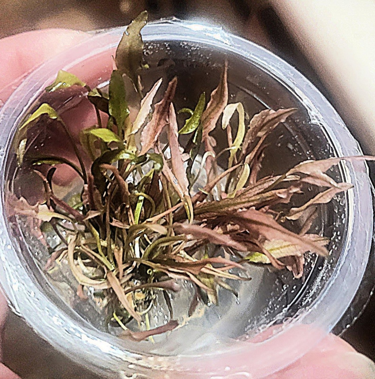 Pink flamingo cryptocorne- live aquarium plants~Aquatic plants
