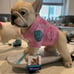 French bulldog skateboarding statue