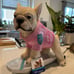 French bulldog skateboarding statue