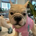 French bulldog skateboarding statue