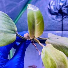 RARE PHILODENDRON WHIPPLE WAY w/FREE UPS PRIORITY SHIPPING