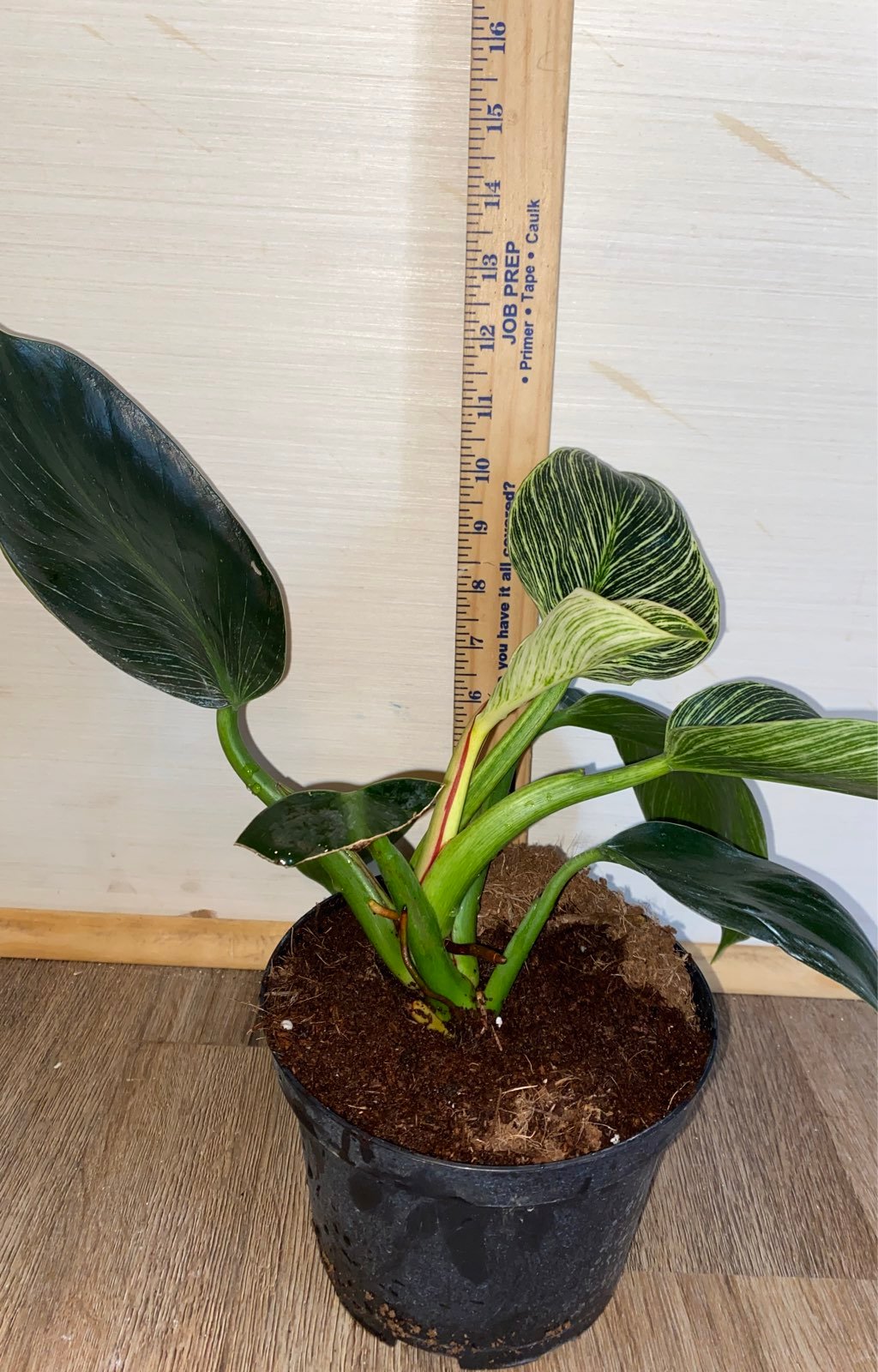 Beautiful Birkin Philodendron plant