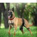 CHAMIN/RISURRY Dog Hip Orthotics Brace Dog Hip Dysplasia Brace Harness Support f