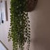 4x Faux Plants in Wicker Wall Decor