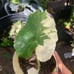Variagated Elephant Ear Juvenile